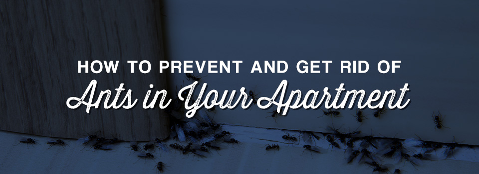 How to Prevent Ants