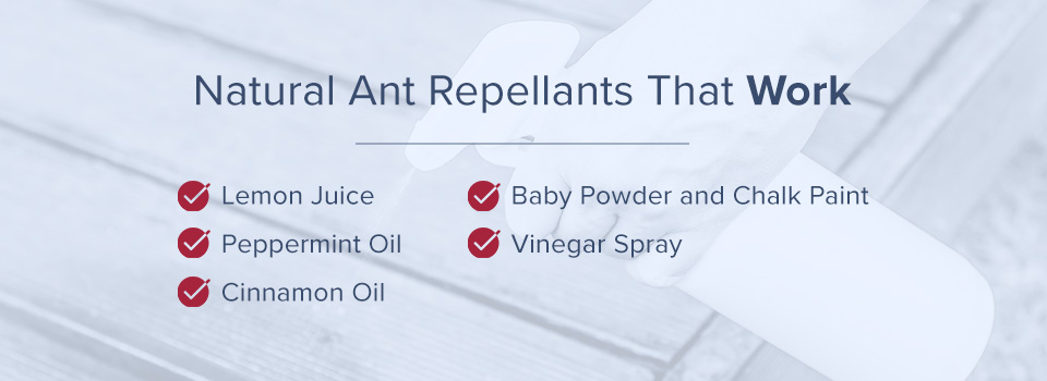 Natural Ant Repellants