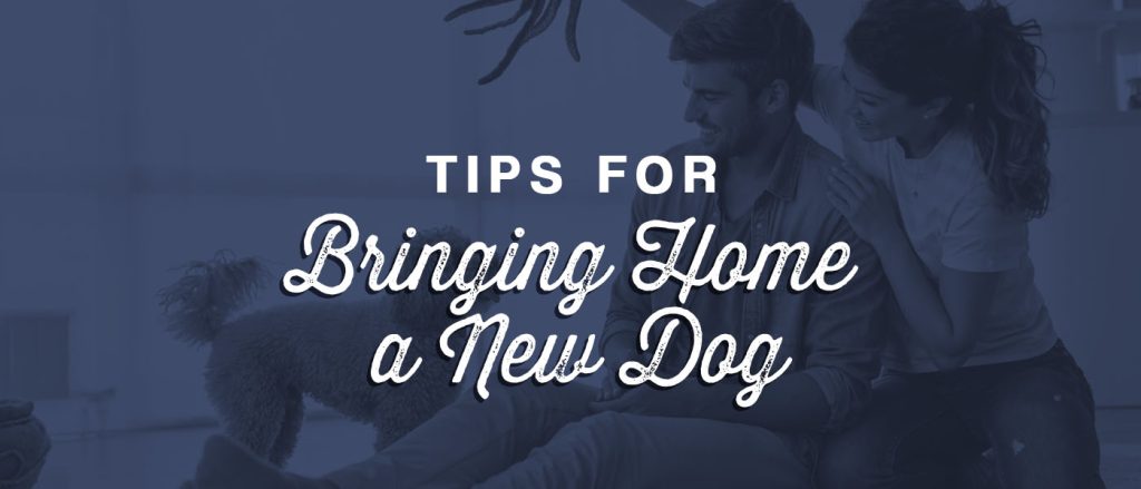 Tips For Bringing Home a New Dog