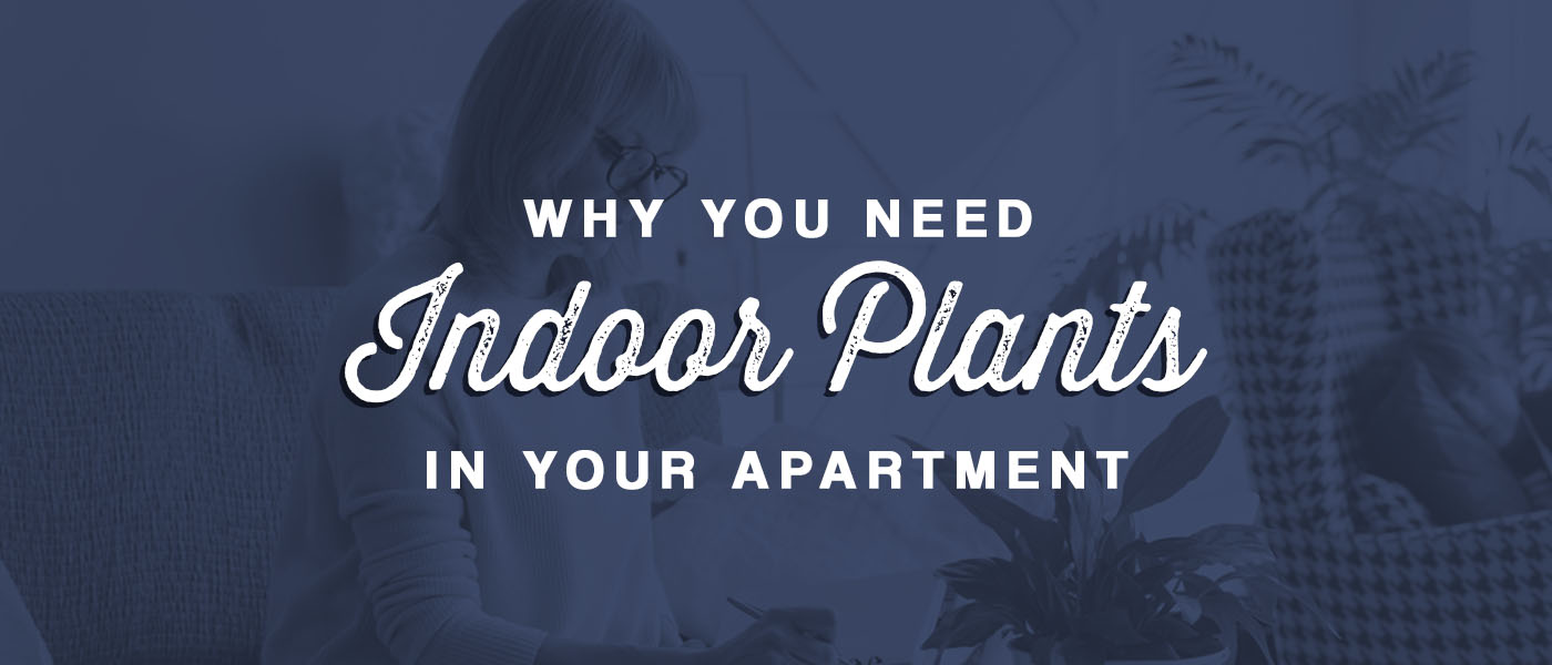 Why You Need Indoor Plants in Your Apartment