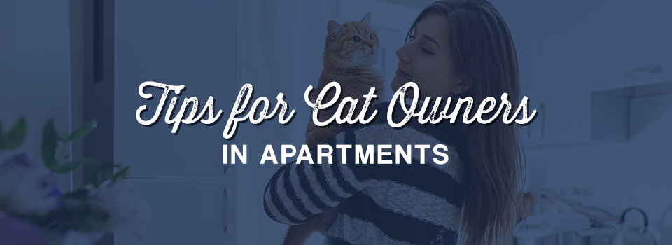 Tips For Cat Owners in Apartments