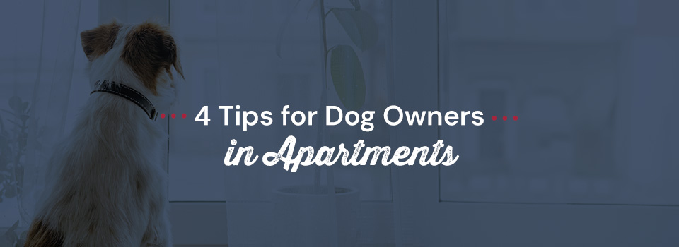 Tips For Dog Owners in Apartments